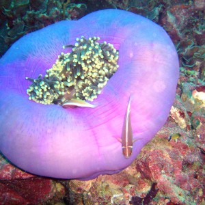 Anemone and Pink Anenomefish