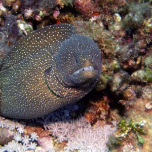 Whitemouthed Moray Eel