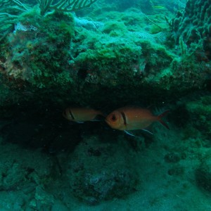 Drift dive Palm Beach