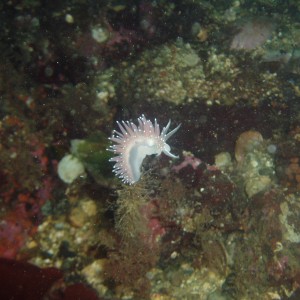 The Nudibranch of mystery