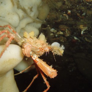 Crab on a Sponge