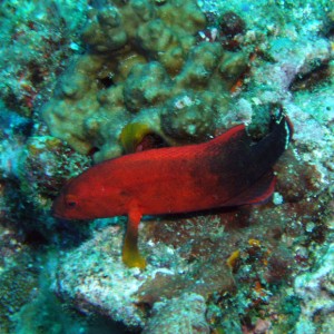 Flagtail Grouper