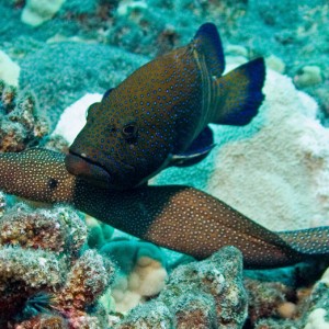 Whitemouth eel and peacock grouper