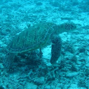 Turtle at Lady Musgrave Island