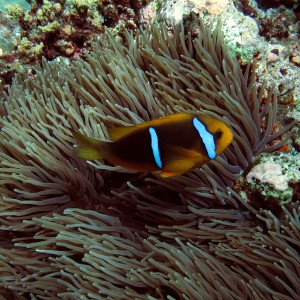 Orangefin Anemone Fish and host