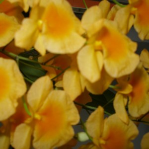 Dendrobium Aggregatum