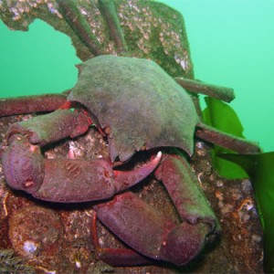 Crab-1