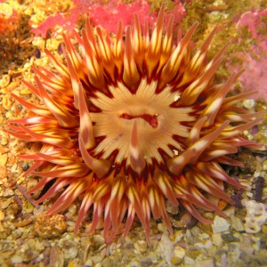 Painted Urticina Anenome
