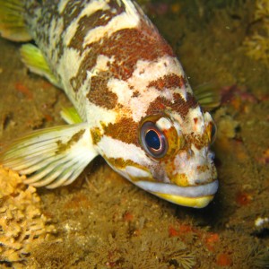 Copper Rockfish