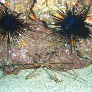 Arrow crab (guarded by 2 urchins)