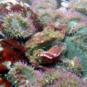 Cryptic kelp crab