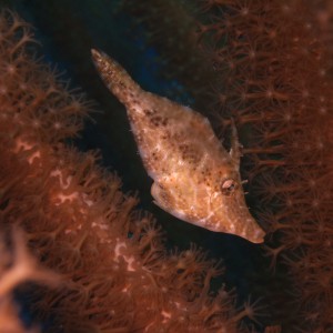 Slender Filefish (Monacanthus tuckeri) - closeup