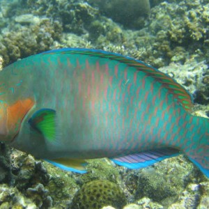 Parrotfish eating coral