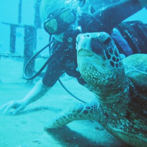 St. Anthony's Wreck Turtle