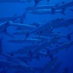 School of Blackfin barracuda