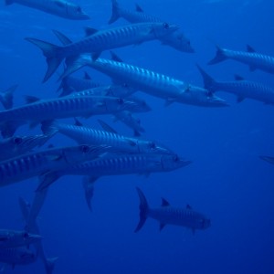 School of Blackfin barracuda