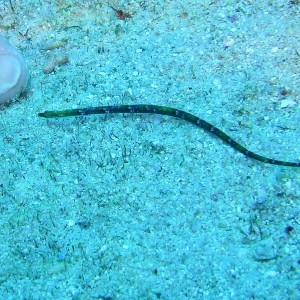 Unknown pipefish