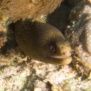 Golden Tail Moray Eel