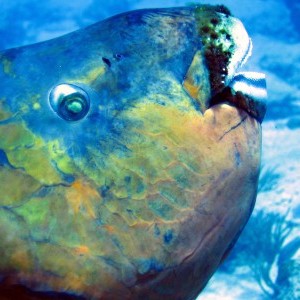 Parrotfish face