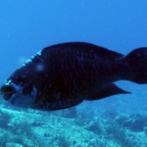 Midnight Blue Parrtofish