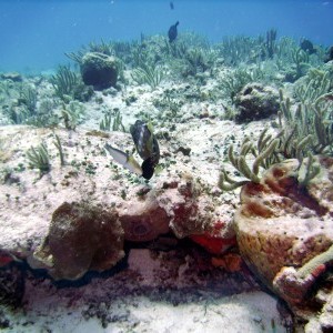 Paradise Reef Survives