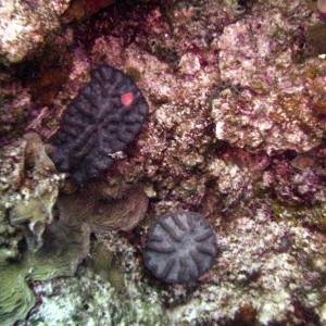 Reticulated Coral