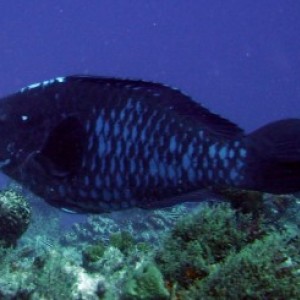 Yucab Midnight Parrotfish