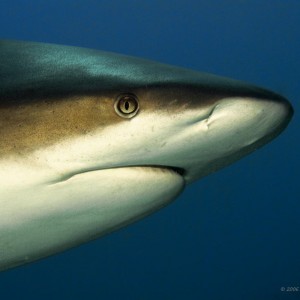 Caribbean Grey Reef Shark