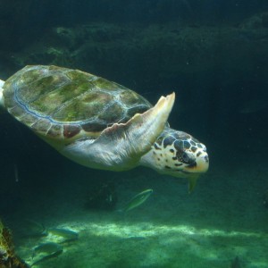 Loggerhead Turtle