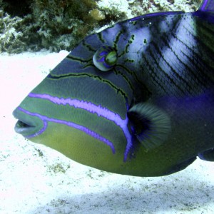 Keeeewl Fish!  (Queen Triggerfish) - Providenciales, T&C