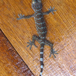 Redang 06 - Lizard Gecko?