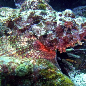 spot the scorpionfish