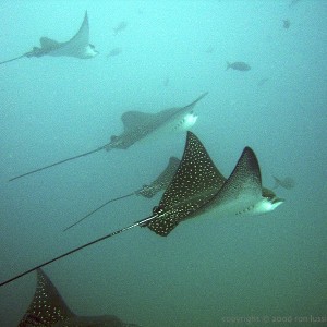 spotted eagle ray school