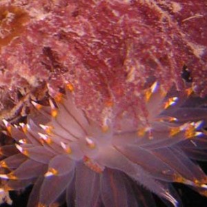 Bicolor nudibranch