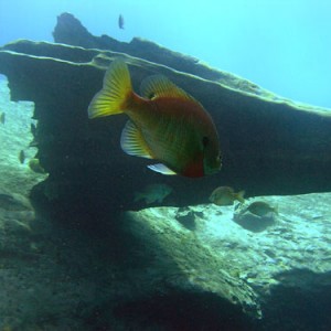 Sunfish3