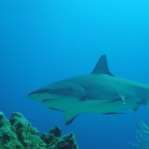 grey tip reef shark - roatan