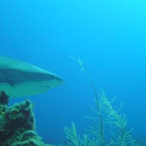 grey tipped reef shark - roatan