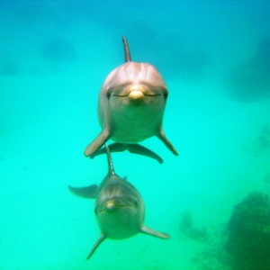 dolphins - roatan