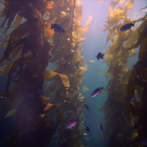 San Clemente Island Kelp Forest