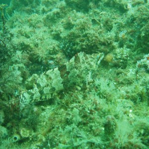 Camoflauged Island Kelpfish