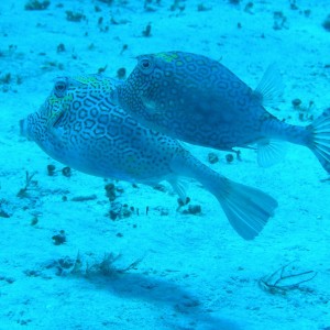 Boxfishes