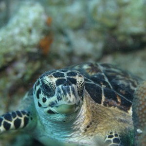 Sea Turtle, Grand Cayman