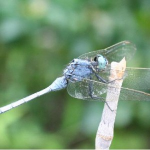 blue_dragonfly
