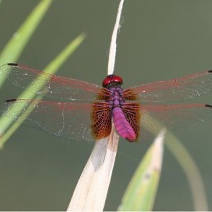 red_dragonfly