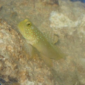 yellow watchman Goby