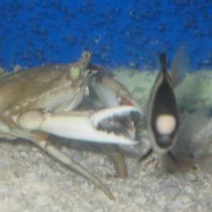 blue Crab VS Bar Damsel