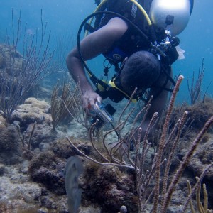 Jamdiver taking pictures of Christmas Tree Worms