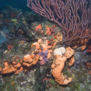 Reef Scene