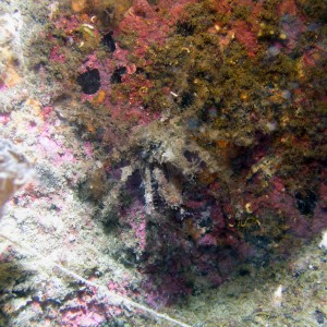 P016_Decorator_Crab_-_Very_well_camouflaged