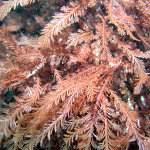 P025_Graceful_Coralline_Algae